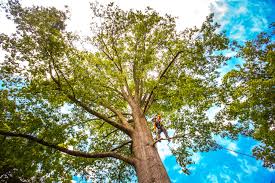 Best Tree Trimming and Pruning  in Little River, SC