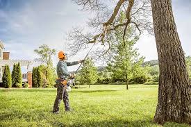 Reliable Little River, SC Tree Care Solutions