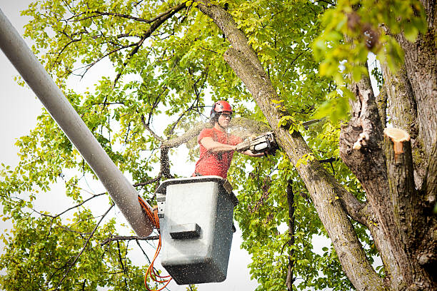 How Our Tree Care Process Works  in  Little River, SC