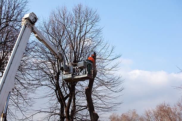 Best Fruit Tree Pruning  in Little River, SC